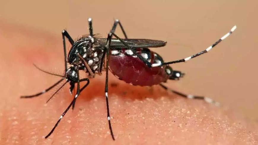 Dengue : 8 నెలల్లో 5,372 మందికి డెంగ్యూ... హైదరాబాద్ టాప్